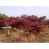 出售紅葉李，紫葉稠李