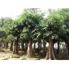 供應高山榕4米直徑