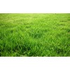 供應(yīng)早熟禾草坪混播草坪四季青草坪河北草坪山東草坪河南草坪