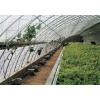 花卉大棚溫室大棚骨架及保溫被