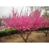 求購：榆葉梅獨(dú)邸公分1400株上球25公分。