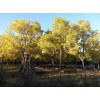 大量求購1米高度矮桿金枝國槐10000棵