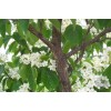 求購：水榆花楸8―-10的、21棵