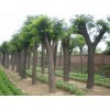 急需 6公分速生國槐，6公分金枝槐