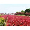 求購紅葉石楠