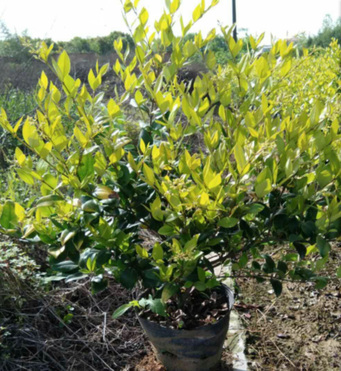 金森女貞大杯苗1