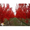 求購胸徑10公分美國紅楓80棵