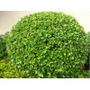 求購(gòu)：大葉黃楊球一級(jí)苗20棵