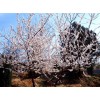 求購十八公分山桃五棵樹冠5至7米
