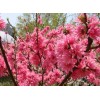 求購：16紅葉碧桃35棵