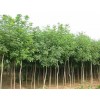 求購16公分的樸樹,