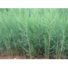 求購：50厘米左右高的側柏苗