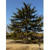 工程求購4m-7m油松
