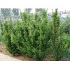 求購北海道黃楊高度2.8米