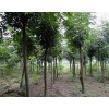 求購：米徑3公分楠樹袋苗一萬株