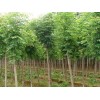求購南欒10公分40棵黃櫨8公分80棵