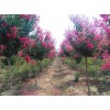 購：10公分，占地紫薇