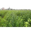 樸樹(shù)、山東樸樹(shù)、樸樹(shù)批發(fā)、樸樹(shù)培育基地、樸樹(shù)小苗