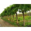 求購13公分2幾國槐.2.3米到2.7米分支.樹干通直