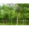 求購國槐胸徑13公分的