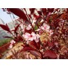 求購紫葉矮櫻