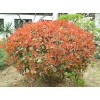 求購紅葉石楠