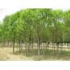 求購胸徑雄性7公分旱柳