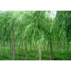 求購35公分柳樹要求原生冠