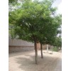 大量求購國槐、法桐