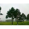 求購：樟子松高度1.2米