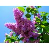 求購紫丁香2米高1.5米
