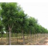 求購國槐小苗，直徑1.5公分