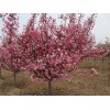 求購(gòu)15公分絢麗海棠一級(jí)苗