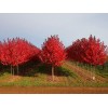 求購美國紅楓米徑量2公分