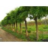 求購：山東豐祥苗木基地大量求購：老式國槐15公分以上