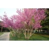 求購七公分紫荊，40士球，要6000千棵