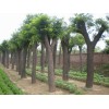 求購15公分（14.5以上）國槐