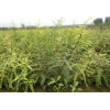 求購1、2年生皂角小苗