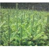 求購(gòu)一米高21/21杯苗云杉三萬(wàn)株