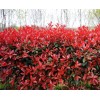 求購獨桿紅葉石楠