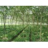 求購：1.2量14公分金葉國槐