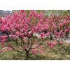 求購：地徑9公分的碧桃200棵