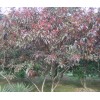 急求購5公分紫葉桃75棵