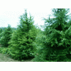雪松7.5-8米一般冠22株