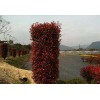 紅葉石楠柱圖片與價格參考