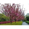 求購:晚櫻，重絲海棠，八棱海棠