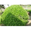 供應(yīng)大葉黃楊球、衛(wèi)矛、法國冬青\金葉女貞、紅葉石楠、
