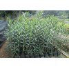 求購：袋苗。柏樹。