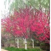求購：紅葉桃8公分、300棵