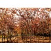 櫸樹_紅櫸_紅櫸價格